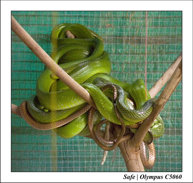 2007 - 12 - Vacances Phuket - 10